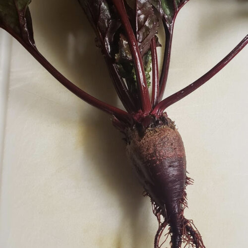 Bull's Blood Beet Seeds | Heirloom | Organic | Rare Vegetables