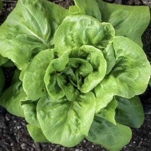 Buttercrunch Butterhead Lettuce Seeds | Rare Heirloom | Organic | Vegetables