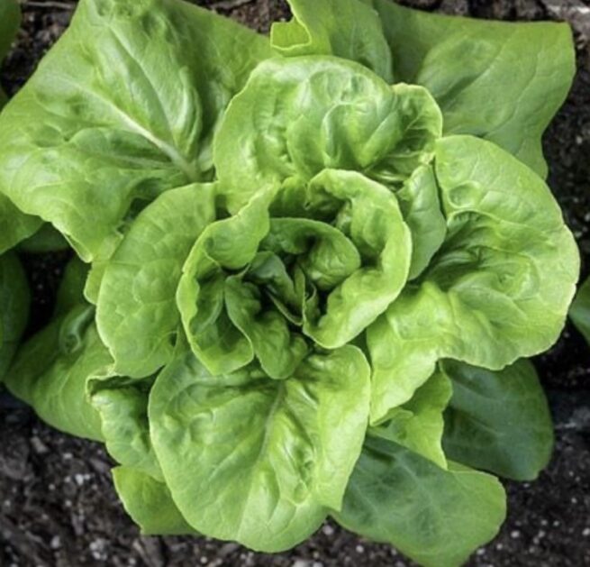 Buttercrunch Butterhead Lettuce Seeds | Rare Heirloom | Organic | Vegetables