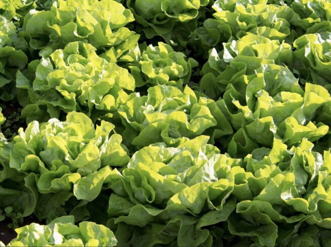 Buttercrunch Butterhead Lettuce Seeds | Rare Heirloom | Organic | Vegetables