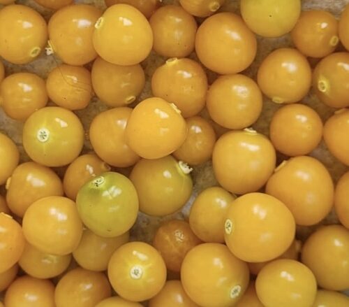 Golden Berry | aka Peruvian Ground Cherry | Cape Gooseberry | Heirloom | Organic