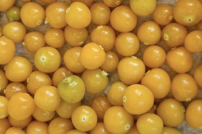 Golden Berry | aka Peruvian Ground Cherry | Cape Gooseberry | Heirloom | Organic