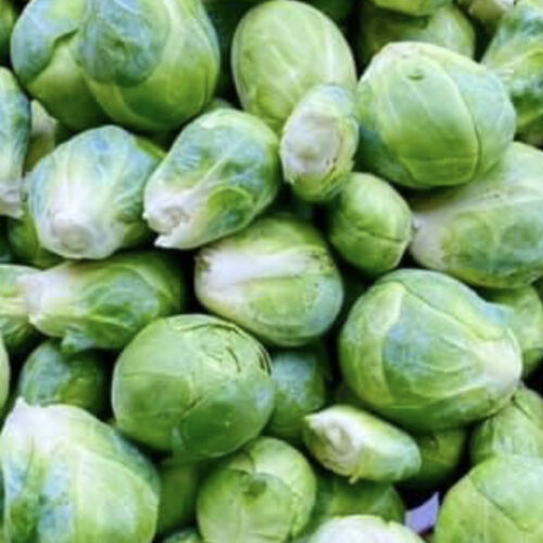 Catskill Brussels Sprout Seeds | Heirloom | Organic