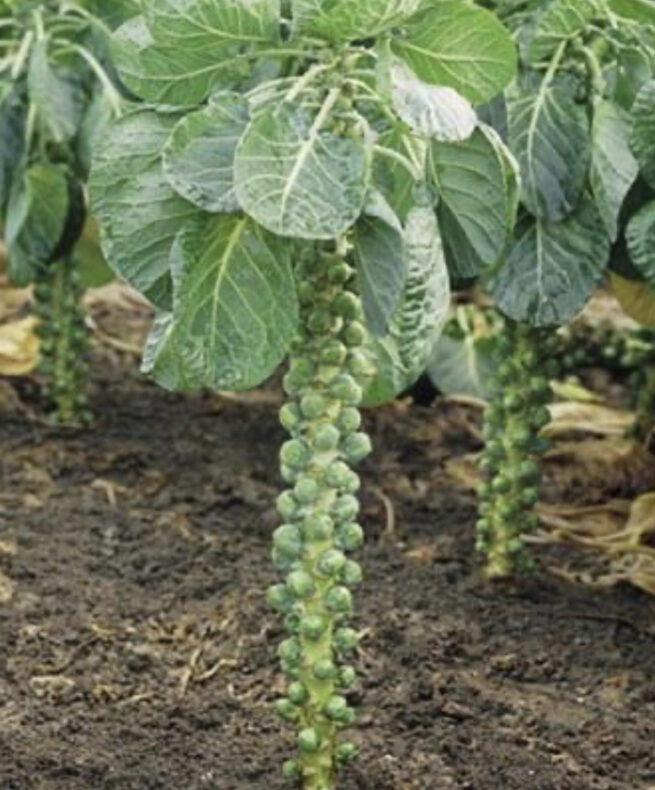 Catskill Brussels Sprout Seeds | Heirloom | Organic