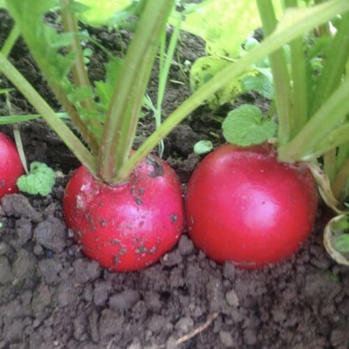 Champion Radish Seeds | Heirloom | Organic