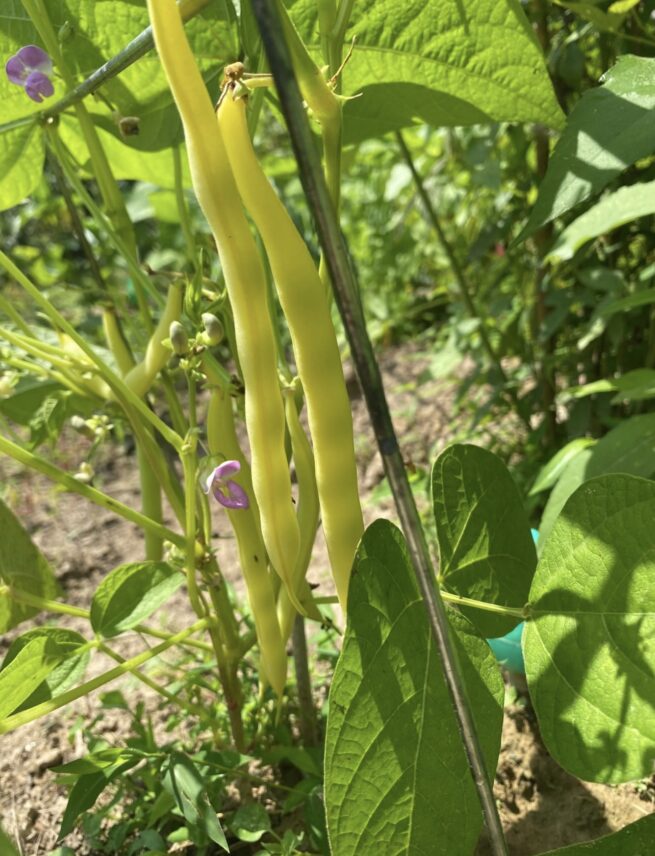 Cherokee Wax Yellow Bean Seeds | Heirloom | Organic