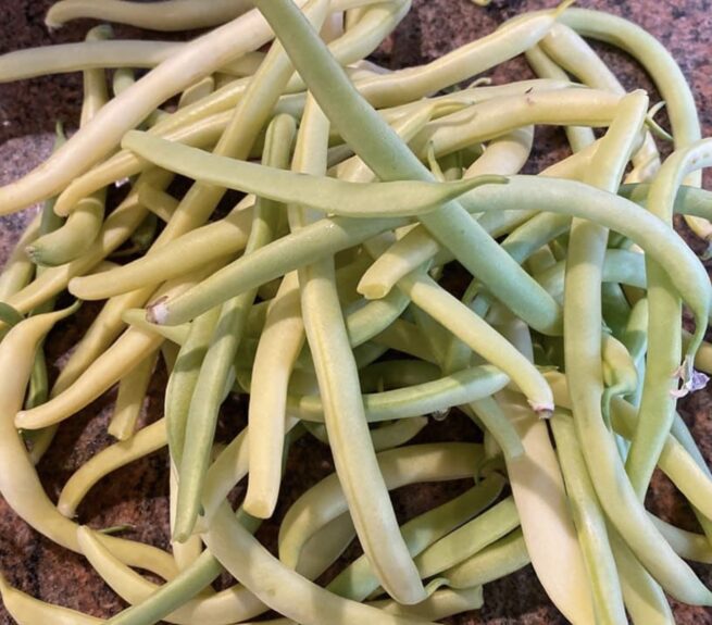 Cherokee Wax Yellow Bean Seeds | Heirloom | Organic