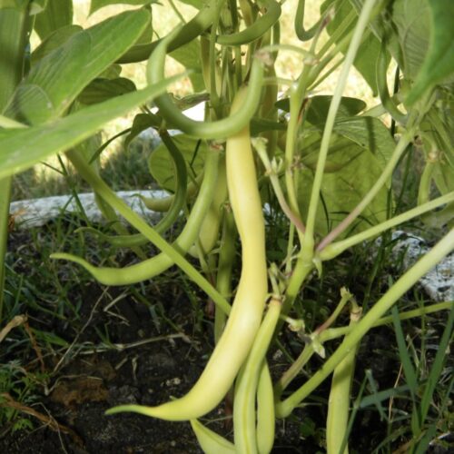 Cherokee Wax Yellow Bean Seeds | Heirloom | Organic