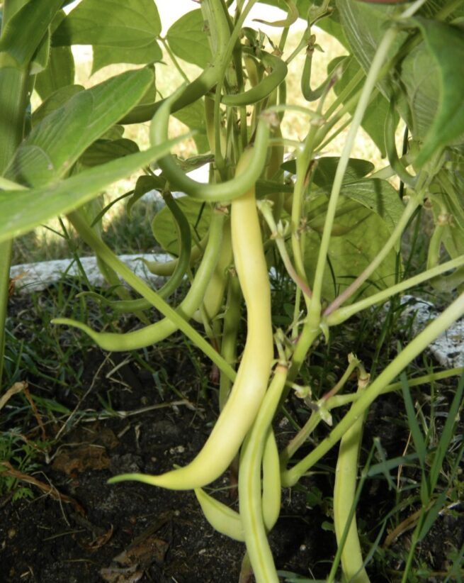 Cherokee Wax Yellow Bean Seeds | Heirloom | Organic