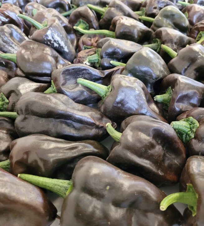 Chilhuacle Negro Pepper Seeds | Hot | Heirloom | Organic