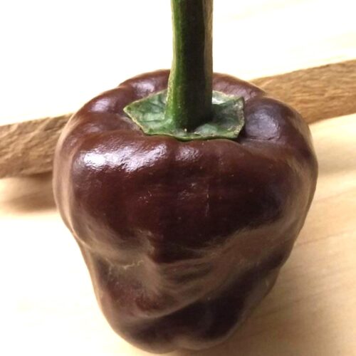 Chilhuacle Negro Pepper Seeds | Hot | Heirloom | Organic