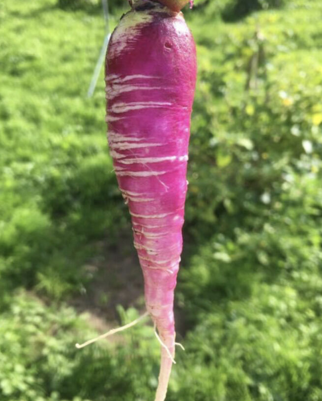 China Rose Radish Seeds | Heirloom | Organic