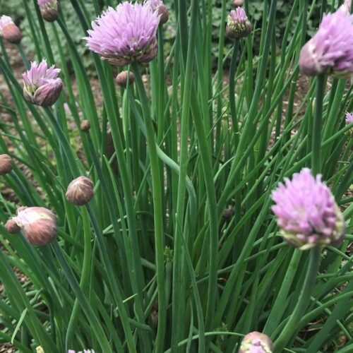 Common Chives Seeds | Heirloom | Organic