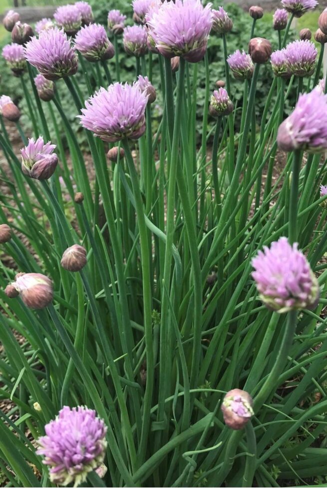 Common Chives Seeds | Heirloom | Organic