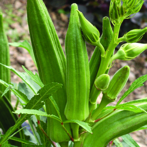 Clemson Spineless Okra | Heirloom | Organic