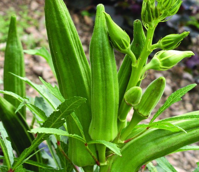 Clemson Spineless Okra | Heirloom | Organic