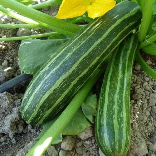 Cocozelle Zucchini Seeds | Heirloom | Organic | Summer Squash