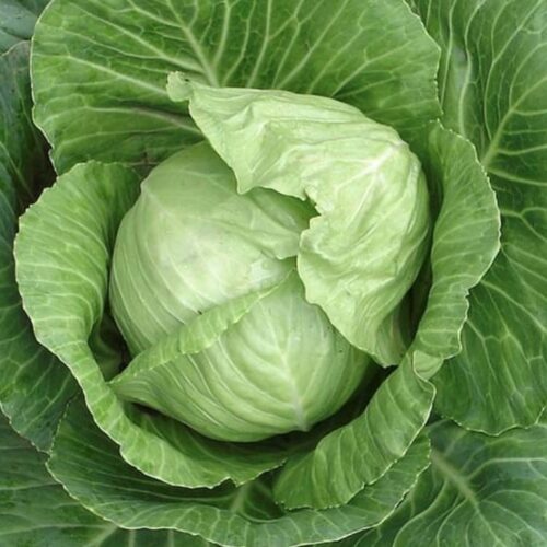 Copenhagen Market Early Cabbage Seeds | Heirloom | Organic