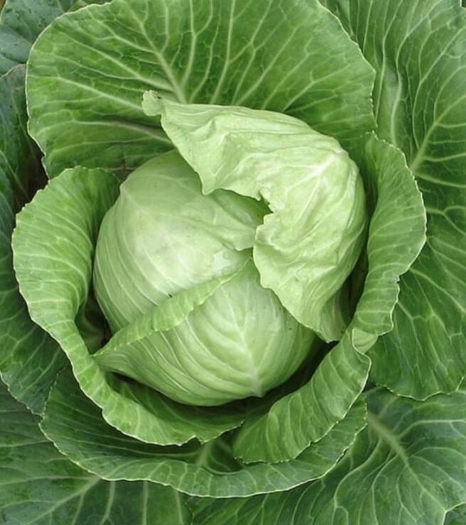 Copenhagen Market Early Cabbage Seeds | Heirloom | Organic