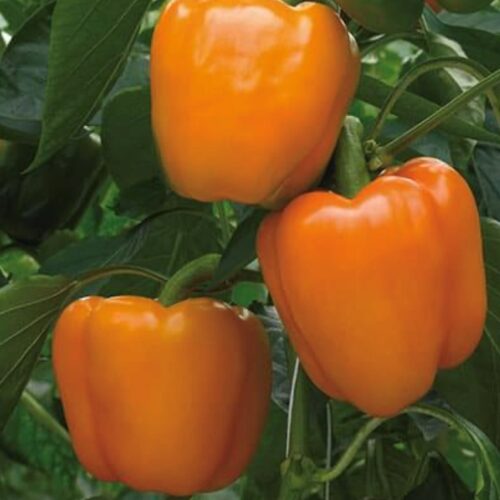 (75-85 Days) Coral Bell is a beautiful bell pepper variety! Stocky Plants produce medium sized, 4 lobed, sweet peppers that are usually picked orange, though they will turn red if you leave them long enough. They have a crisp texture and are great for frying, roasting, grilling, and sauteing!