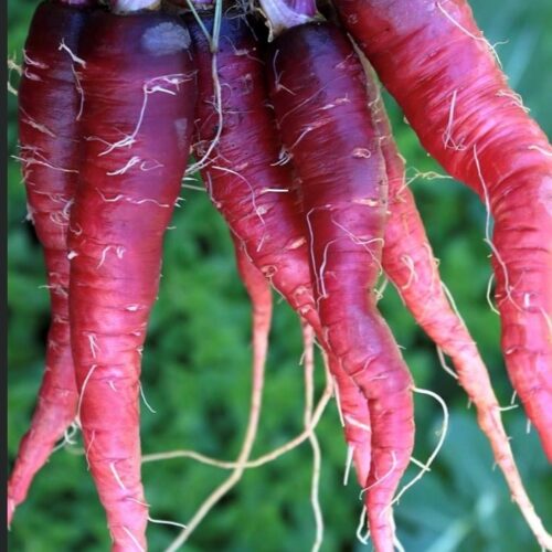 Cosmic Purple Carrot Seeds | Organic