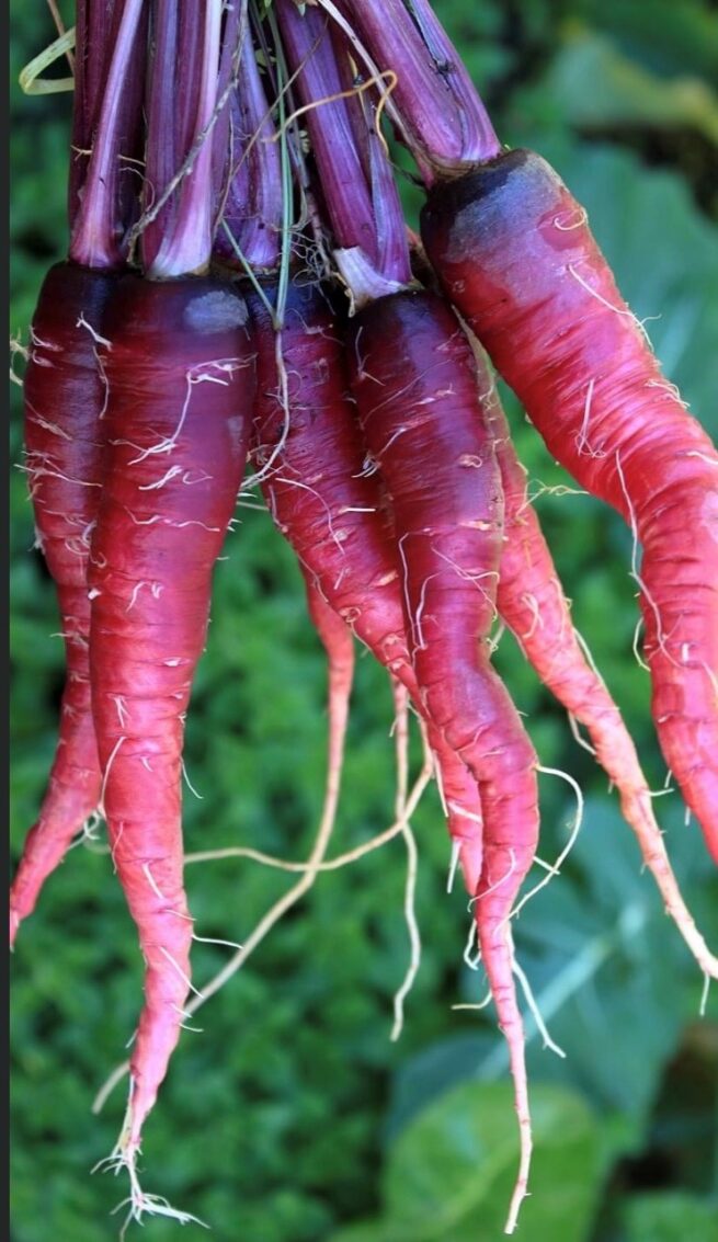 Cosmic Purple Carrot Seeds | Organic