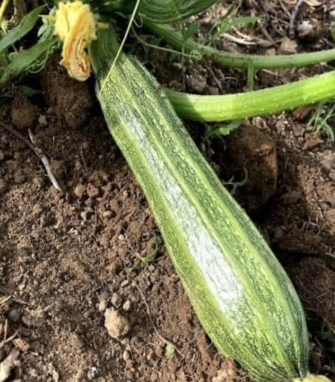 Costata Romanesco Zucchini Seeds | Heirloom | Organic | Summer Squash