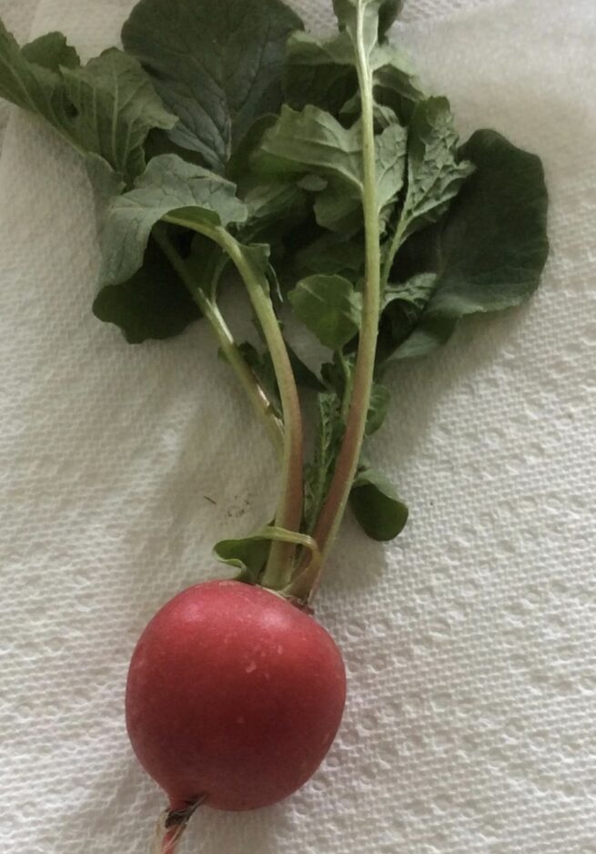 Crimson Giant Radish Seeds | Heirloom | Organic