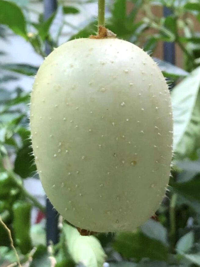 Crystal Apple Cucumber Seeds | Heirloom | Organic