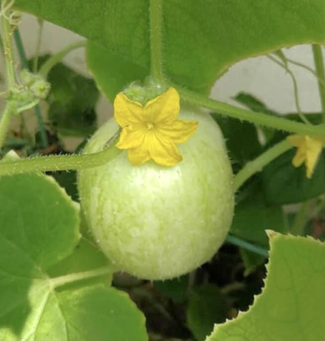 Crystal Apple Cucumber Seeds | Heirloom | Organic