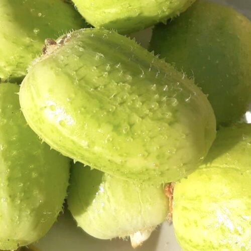 Crystal Apple Cucumber Seeds | Heirloom | Organic