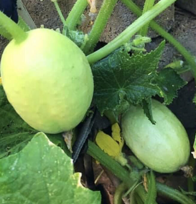 Crystal Apple Cucumber Seeds | Heirloom | Organic