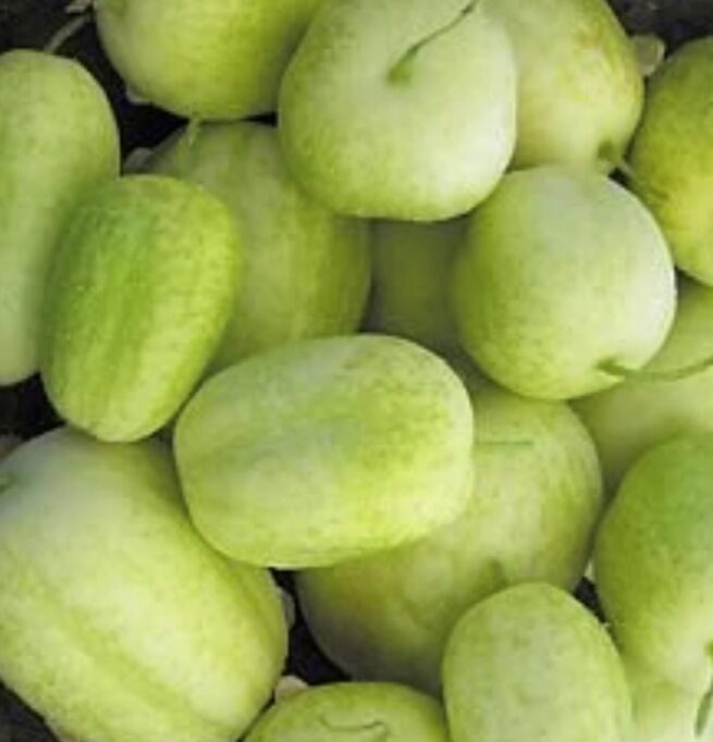 Crystal Apple Cucumber Seeds | Heirloom | Organic