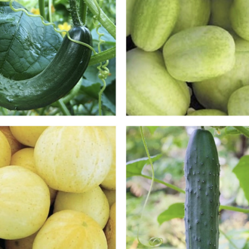 This is a random assortment of some of the best and most unique cucumber varieties on the market! There will be different shapes, sizes, and colors that are great for slicing, pickling, or eating fresh in the garden! This is a fun way to eat great veggies all summer!