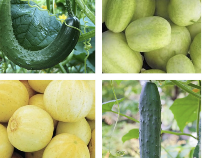 This is a random assortment of some of the best and most unique cucumber varieties on the market! There will be different shapes, sizes, and colors that are great for slicing, pickling, or eating fresh in the garden! This is a fun way to eat great veggies all summer!