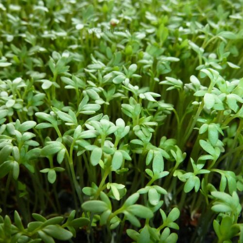 Curled Cress Seeds | Organic