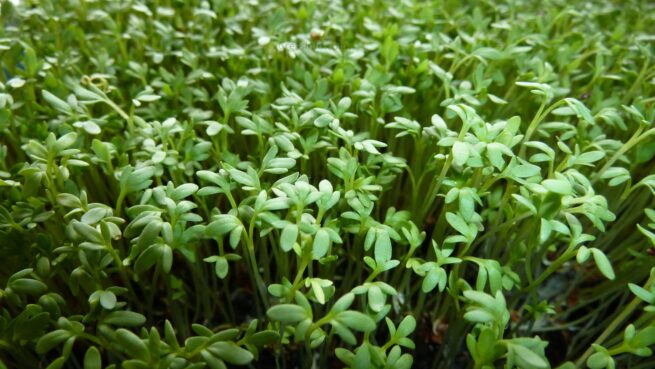 Curled Cress Seeds | Organic