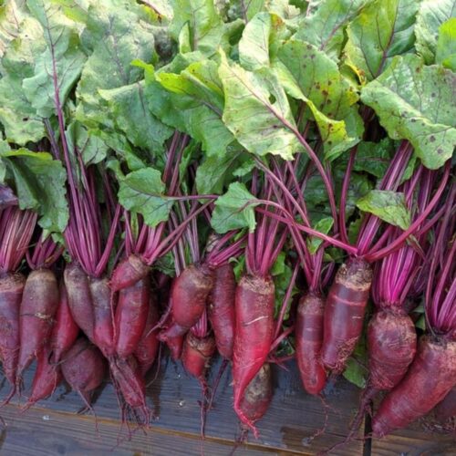 Cylindra Beet Seeds | Heirloom | Organic