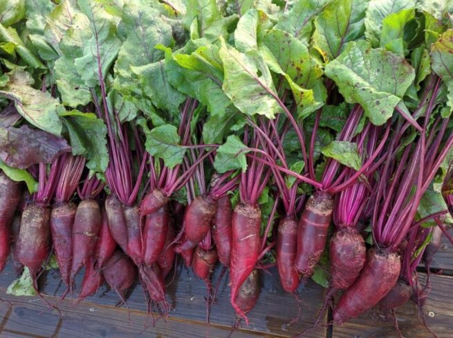 Cylindra Beet Seeds | Heirloom | Organic