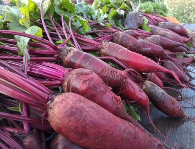 Cylindra Beet Seeds | Heirloom | Organic