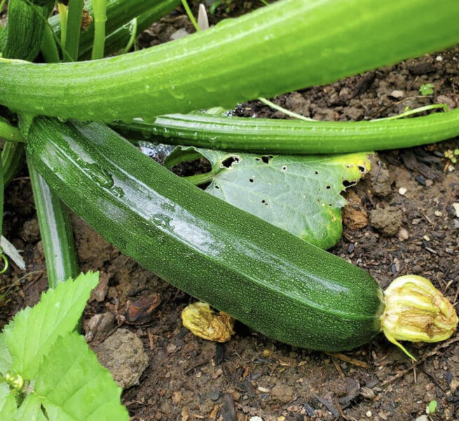 Dark Green Zucchini Seeds | Heirloom | Organic | Summer Squash