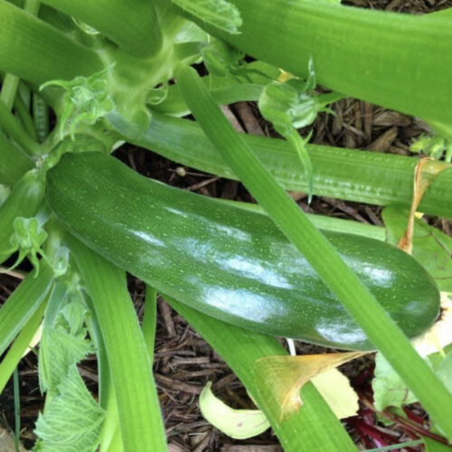 Dark Green Zucchini Seeds | Heirloom | Organic | Summer Squash