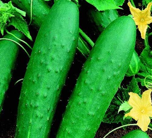 Double Yield Cucumber Seeds | Heirloom | Organic