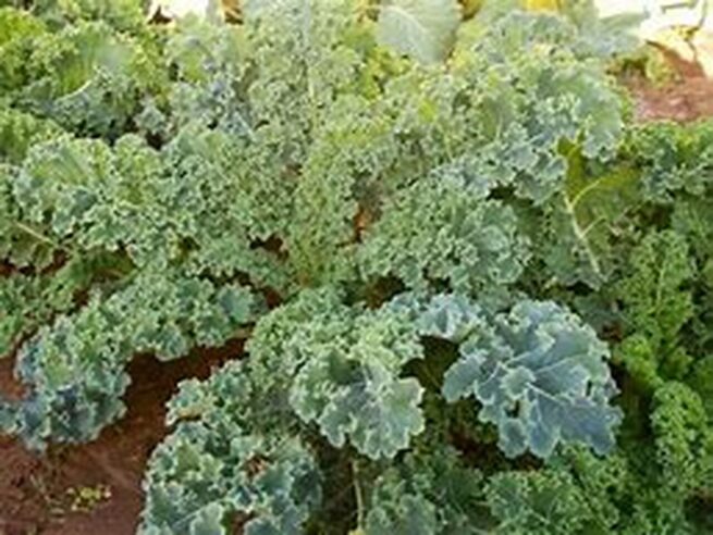 Dwarf Siberian Kale | Organic