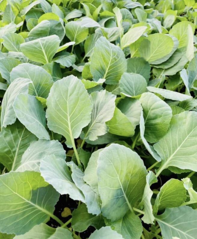 Early Round Dutch Cabbage Seeds | Heirloom | Organic