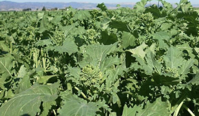 Early Fall Rapini Broccoli Seeds | Heirloom | Organic