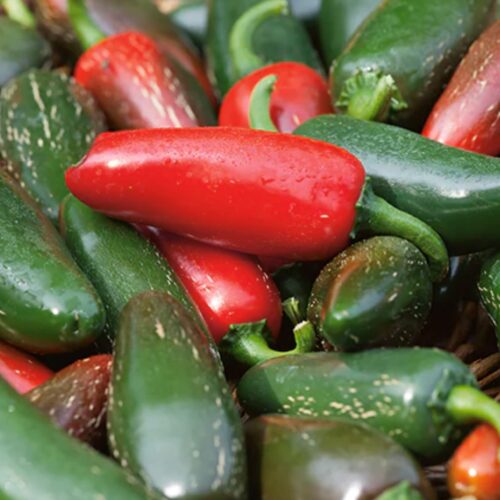 Early Jalapeno Pepper Seeds | Hot | Organic Early Maturing Vegetable