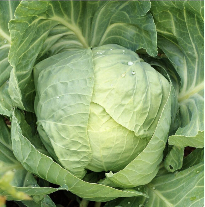 Early Round Dutch Cabbage Seeds | Heirloom | Organic