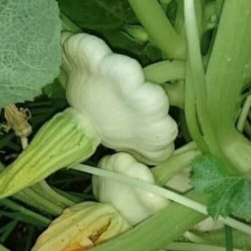 Early White Bush Scallop Summer Squash Seeds | Heirloom | Organic