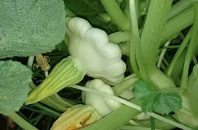 Early White Bush Scallop Summer Squash Seeds | Heirloom | Organic